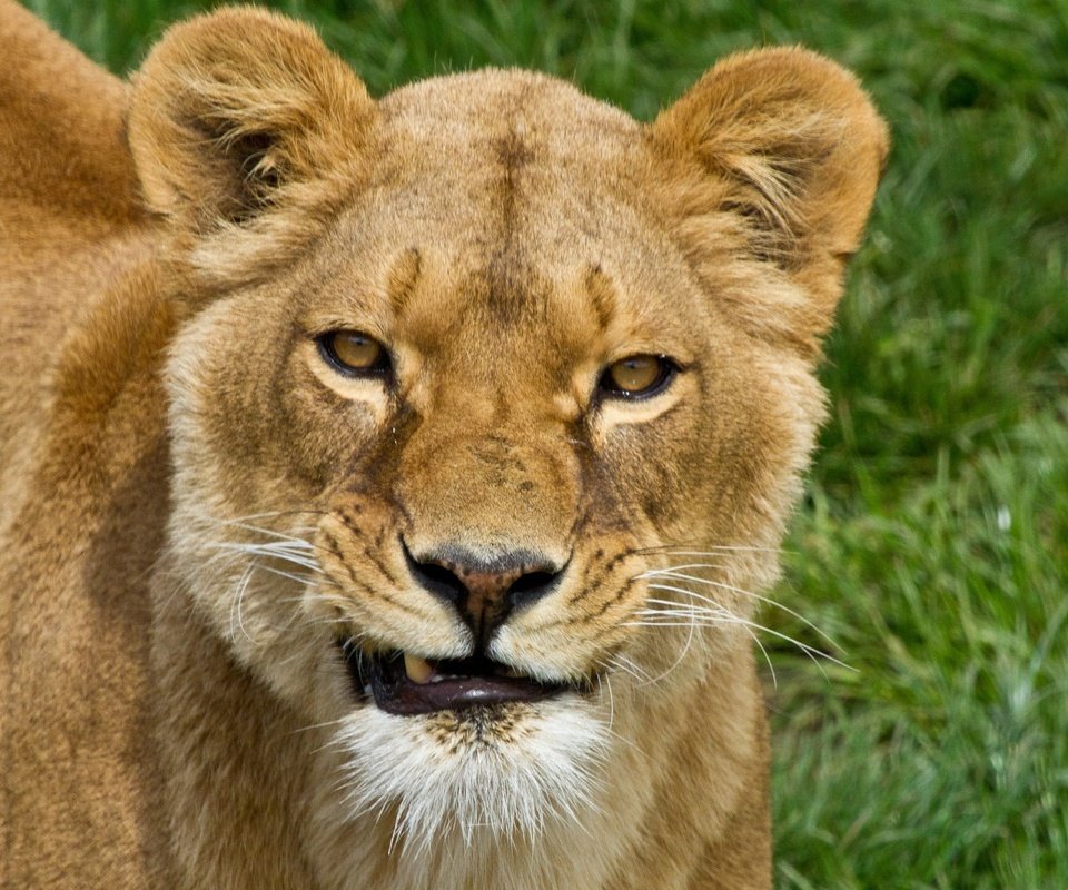 Обои морда, трава, хищник, большая кошка, лев, львица, face, grass, predator, big cat, leo, lioness разрешение 2048x1489 Загрузить