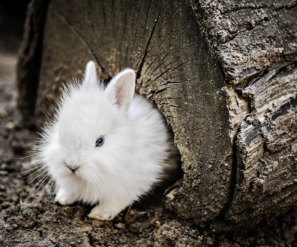 Обои кролик, животное, бревно, зайчик, детеныш, rabbit, animal, log, bunny, cub разрешение 1920x1200 Загрузить