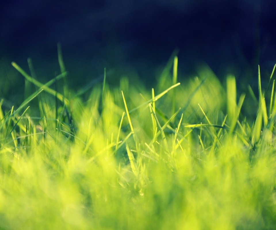 Обои свет, трава, природа, фон, light, grass, nature, background разрешение 2560x1600 Загрузить