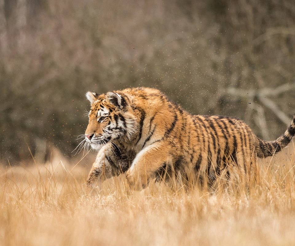 Обои тигр, природа, хищник, большая кошка, tiger, nature, predator, big cat разрешение 1920x1200 Загрузить