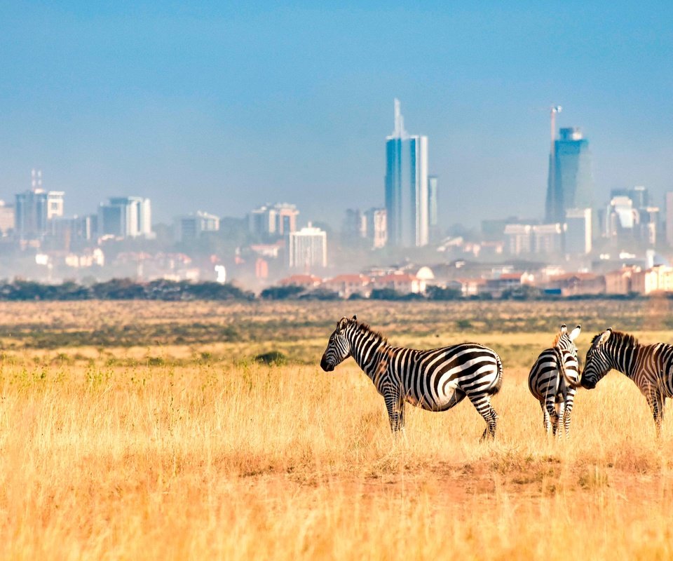 Обои зебра, поле, город, африка, кения, зебры, nairobi national park, найроби, zebra, field, the city, africa, kenya разрешение 4000x2249 Загрузить