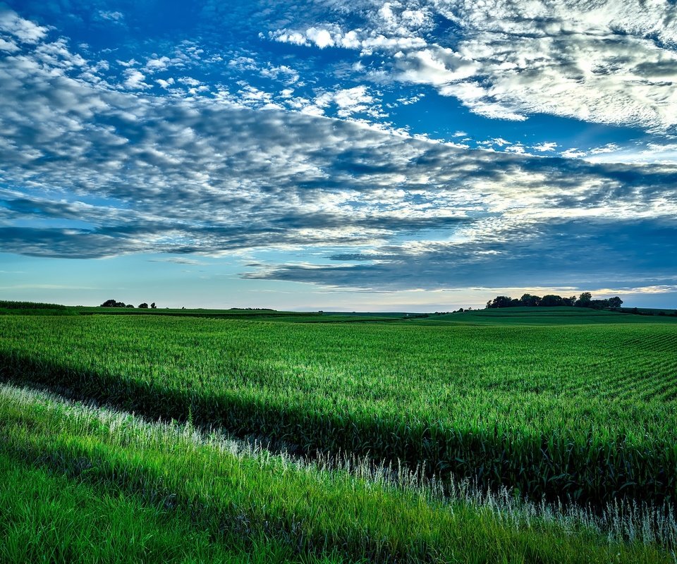 Обои небо, облака, зелень, поле, горизонт, сша, кукуруза, айова, the sky, clouds, greens, field, horizon, usa, corn, iowa разрешение 2200x1650 Загрузить