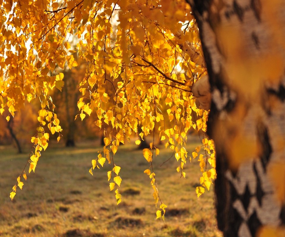 Обои дерево, листья, ветки, осень, береза, солнечный свет, tree, leaves, branches, autumn, birch, sunlight разрешение 4288x2848 Загрузить