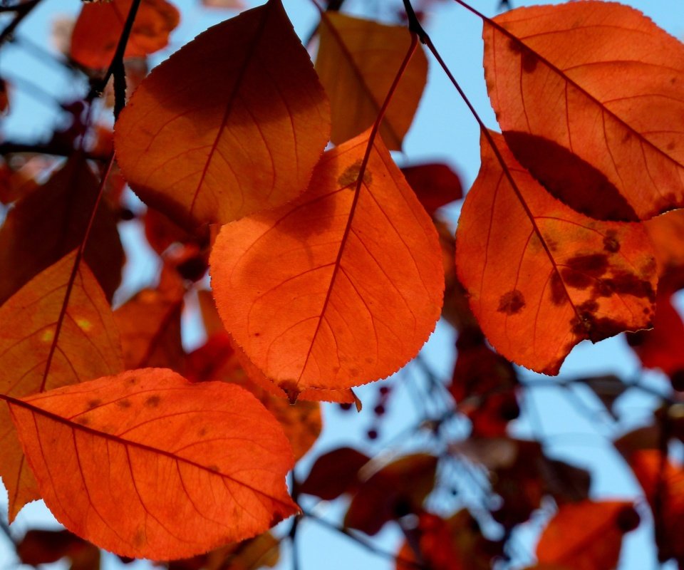 Обои природа, листья, осень, крупным планом, nature, leaves, autumn, closeup разрешение 3000x2172 Загрузить