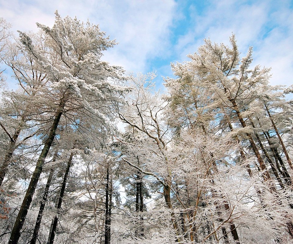 Обои небо, облака, деревья, снег, природа, зима, ветки, иней, the sky, clouds, trees, snow, nature, winter, branches, frost разрешение 1920x1200 Загрузить