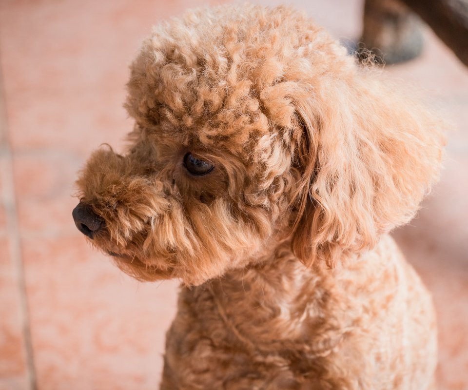 Обои глаза, взгляд, собака, профиль, пудель, абрикосовый, eyes, look, dog, profile, poodle, apricot разрешение 6000x4000 Загрузить