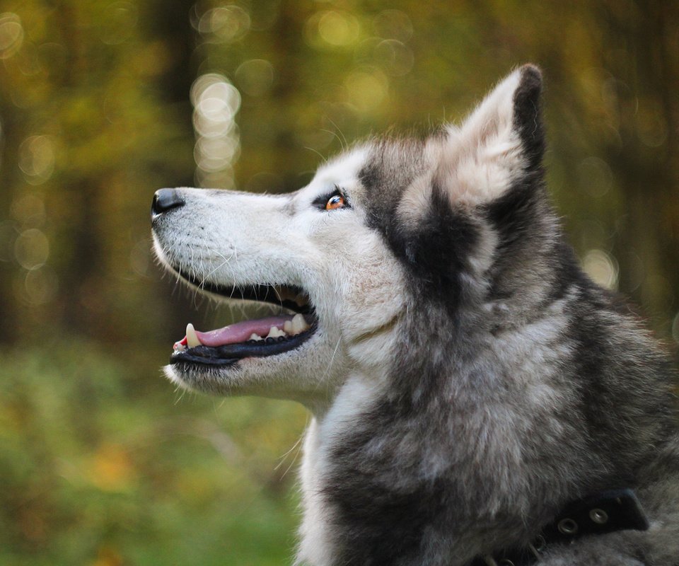 Обои мордочка, собака, профиль, хаски, боке, аляскинский маламут, muzzle, dog, profile, husky, bokeh, alaskan malamute разрешение 1920x1200 Загрузить