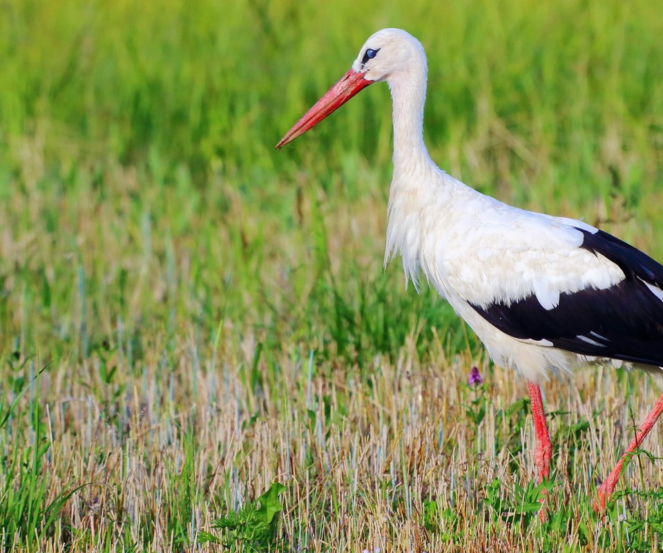 Обои трава, природа, птица, клюв, перья, аист, белый аист, grass, nature, bird, beak, feathers, stork разрешение 3840x2160 Загрузить