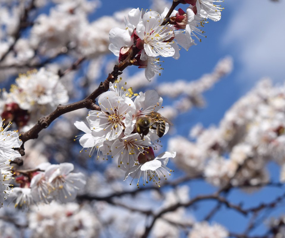 Обои цветы, цветение, насекомые, весна, абрикос, пчела, flowers, flowering, insects, spring, apricot, bee разрешение 6000x4000 Загрузить