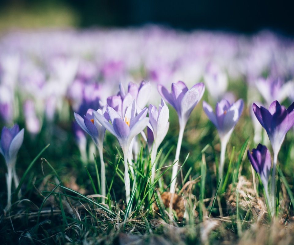 Обои цветы, трава, природа, лепестки, весна, крокусы, flowers, grass, nature, petals, spring, crocuses разрешение 4368x2912 Загрузить