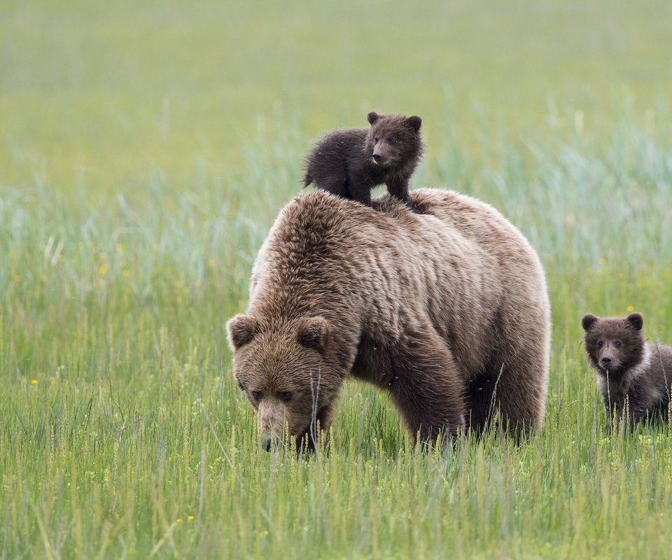 Обои трава, луг, медведи, аляска, медведица, медвежата, grass, meadow, bears, alaska, bear разрешение 2048x1280 Загрузить