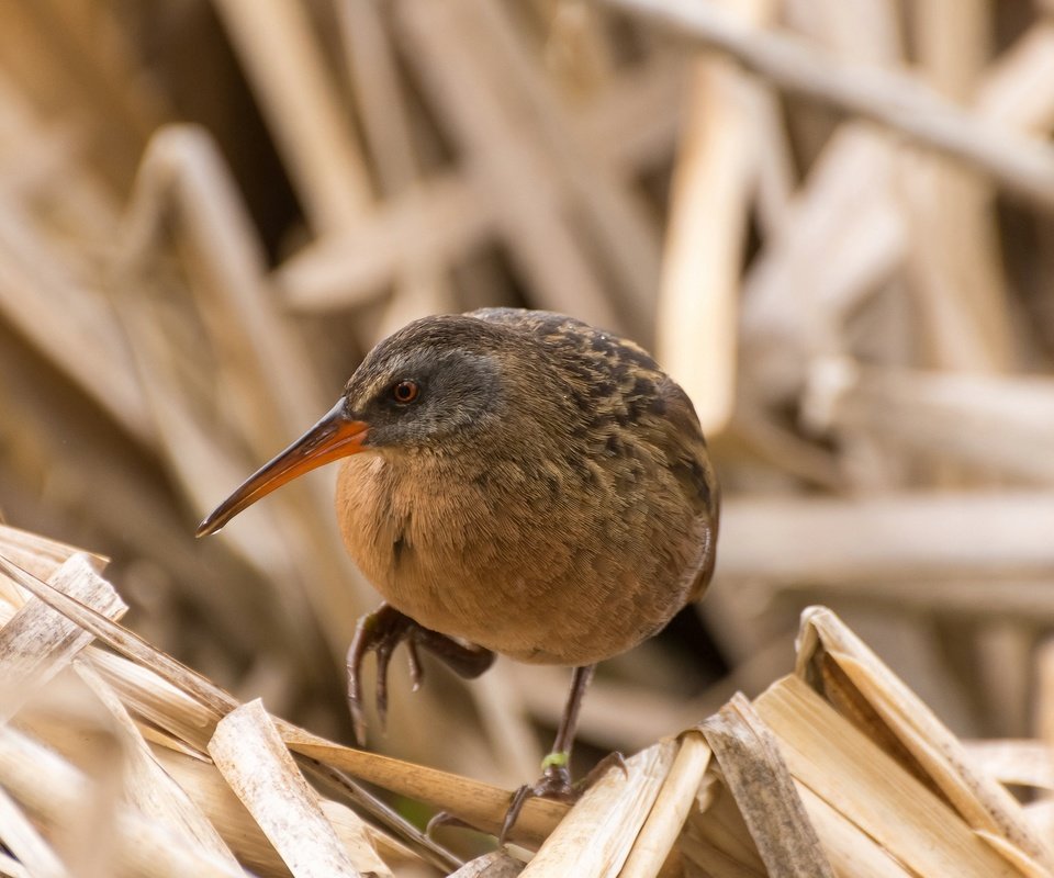 Обои птица, клюв, водяной пастушок, пастушок, сухая трава, bird, beak, water boy, shepherd, dry grass разрешение 2048x1296 Загрузить