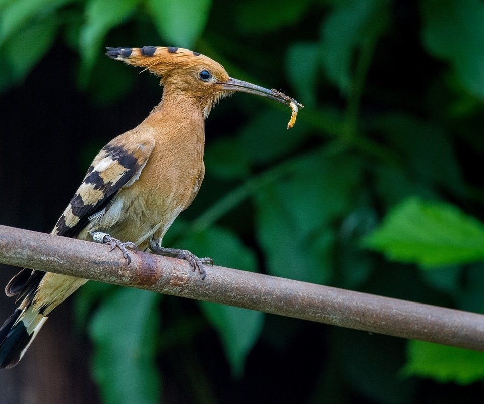 Обои природа, птица, клюв, перья, зеленые листья, удод, nature, bird, beak, feathers, green leaves, hoopoe разрешение 2048x1294 Загрузить