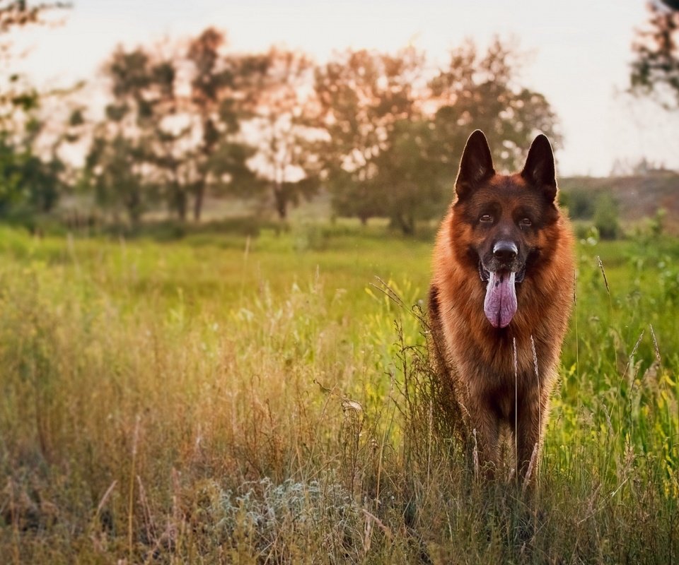 Обои трава, закат, собака, луг, язык, немецкая овчарка, овчарка, grass, sunset, dog, meadow, language, german shepherd, shepherd разрешение 1920x1080 Загрузить