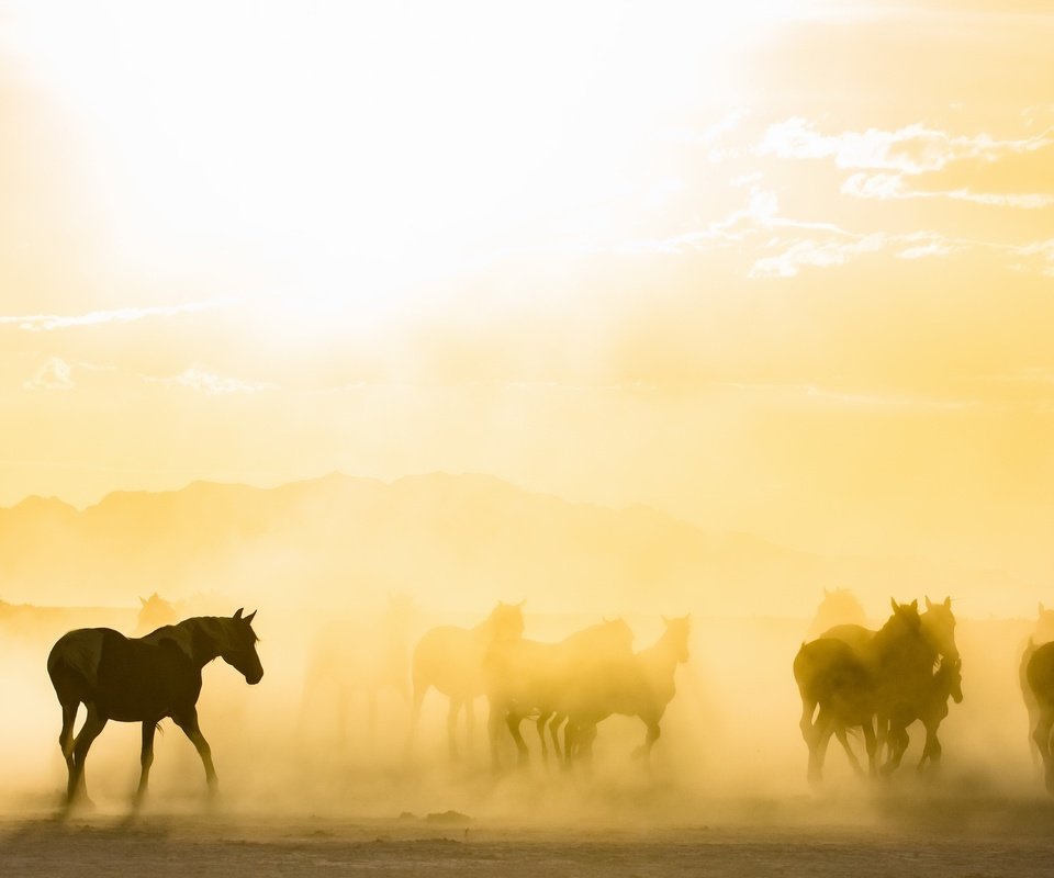 Обои утро, туман, лошади, кони, табун, солнечный свет, morning, fog, horse, horses, the herd, sunlight разрешение 2843x1440 Загрузить