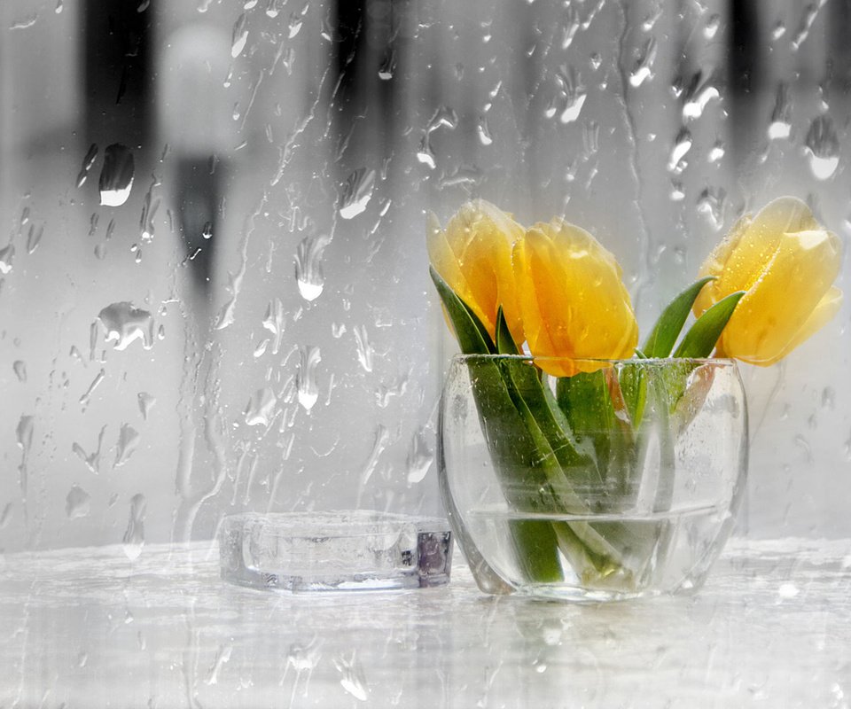 Обои цветы, капли, дождь, тюльпаны, стекло, ваза, желтые, flowers, drops, rain, tulips, glass, vase, yellow разрешение 1920x1200 Загрузить