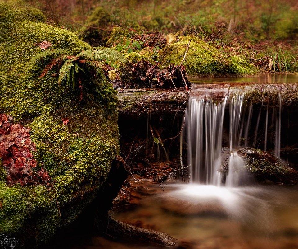 Обои река, природа, ручей, водопад, швейцария, мох, папоротник, river, nature, stream, waterfall, switzerland, moss, fern разрешение 1920x1200 Загрузить