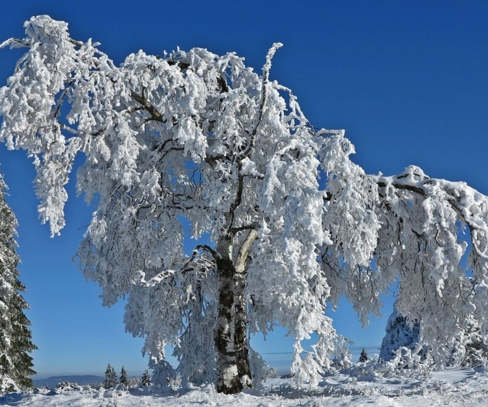 Обои небо, деревья, снег, природа, зима, ветки, иней, the sky, trees, snow, nature, winter, branches, frost разрешение 1920x1080 Загрузить