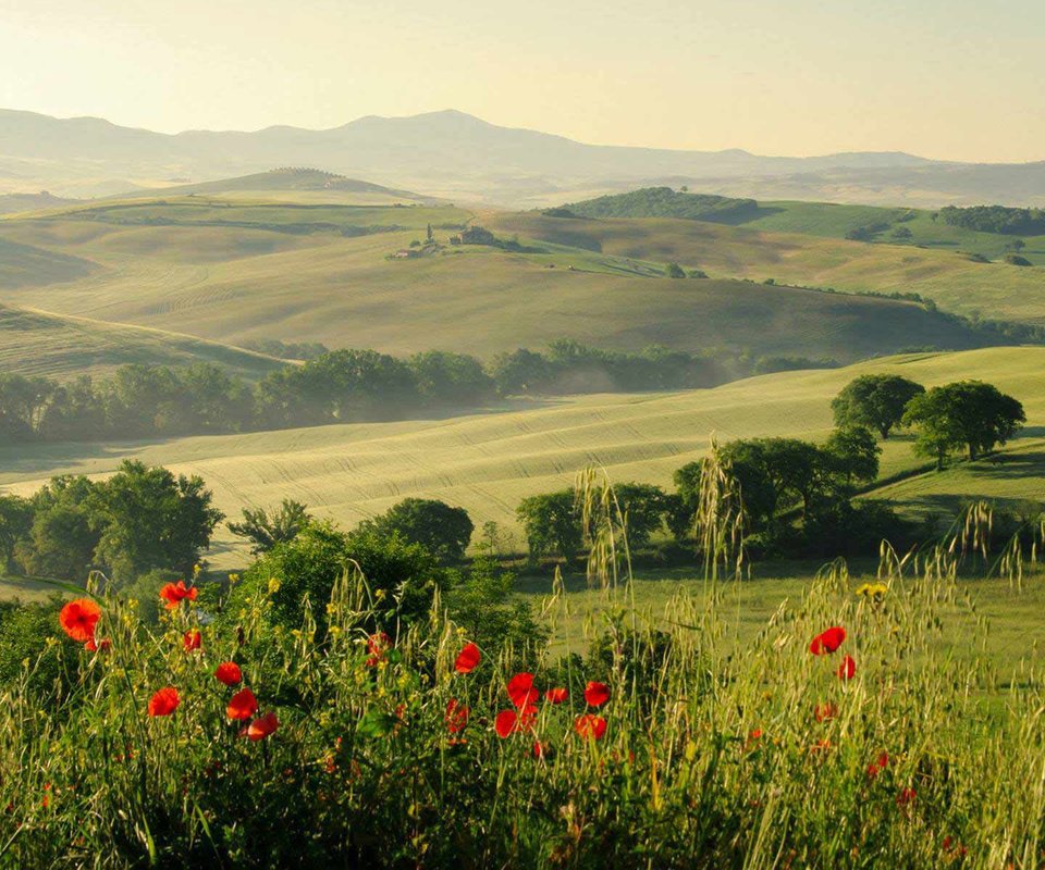 Обои цветы, трава, холмы, природа, пейзаж, поля, красные, маки, flowers, grass, hills, nature, landscape, field, red, maki разрешение 1920x1200 Загрузить