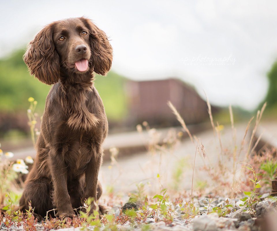 Обои трава, железная дорога, собака, язык, спаниель, irish water spaniel, grass, railroad, dog, language, spaniel разрешение 1920x1200 Загрузить