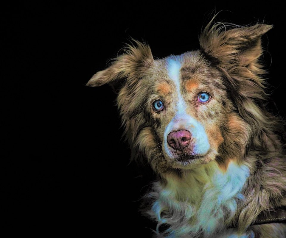 Обои глаза, взгляд, собака, черный фон, австралийская овчарка, eyes, look, dog, black background, australian shepherd разрешение 2560x1709 Загрузить