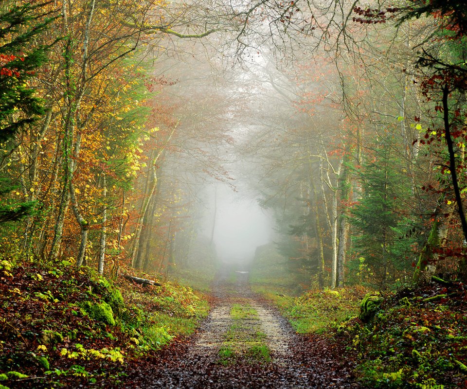 Обои дорога, природа, дерево, лес, пейзаж, туман, осень, road, nature, tree, forest, landscape, fog, autumn разрешение 7360x4912 Загрузить