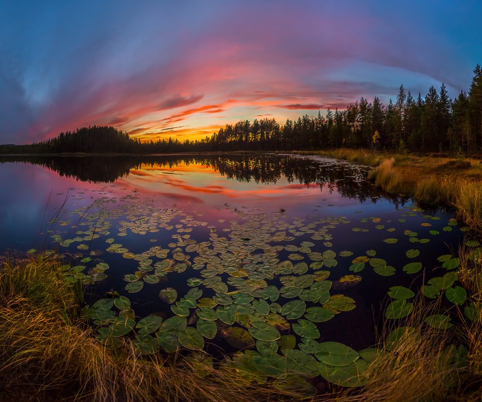 Обои небо, озеро, растения, листья, закат, отражение, the sky, lake, plants, leaves, sunset, reflection разрешение 2000x1204 Загрузить