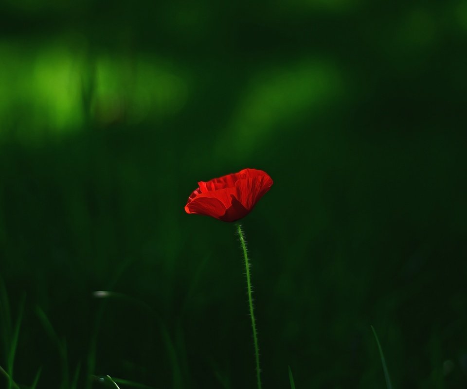 Обои трава, макро, цветок, красный, мак, grass, macro, flower, red, mac разрешение 3696x2448 Загрузить