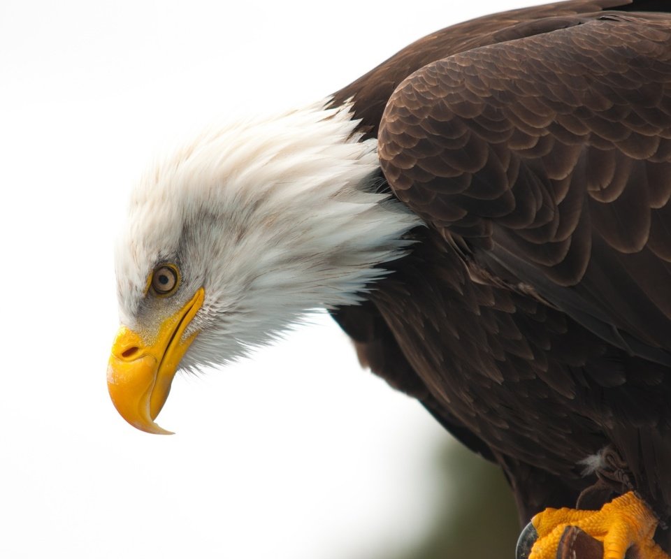 Обои животные, орел, птица, клюв, белоголовый орлан, animals, eagle, bird, beak, bald eagle разрешение 2048x1360 Загрузить