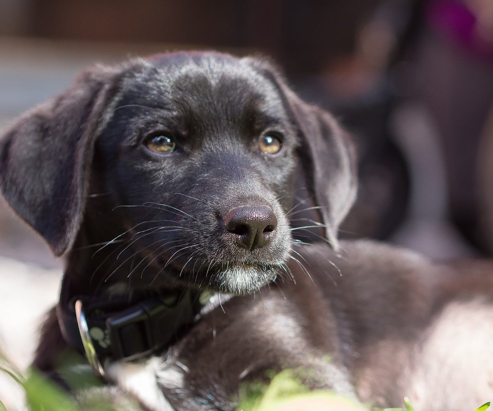 Обои взгляд, собака, щенок, ошейник, лабрадор, look, dog, puppy, collar, labrador разрешение 1920x1200 Загрузить