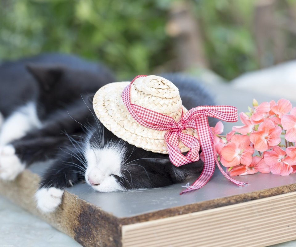 Обои кот, кошка, сон, котенок, шляпа, cat, sleep, kitty, hat разрешение 1920x1200 Загрузить