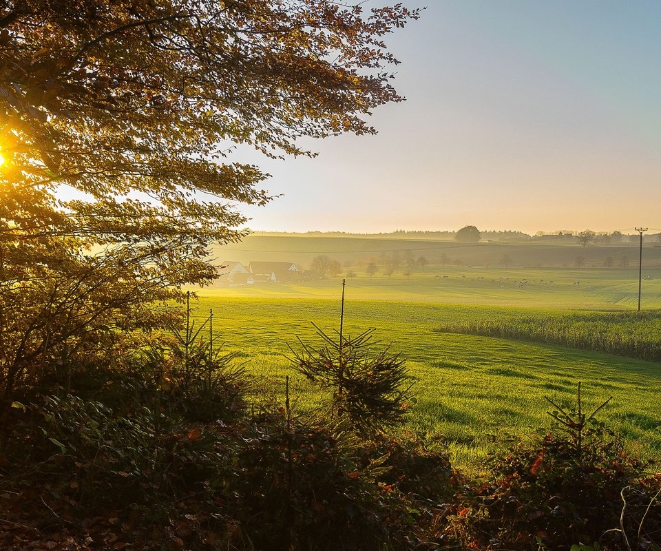 Обои трава, природа, дерево, пейзаж, утро, поле, рассвет, германия, grass, nature, tree, landscape, morning, field, dawn, germany разрешение 2560x1600 Загрузить