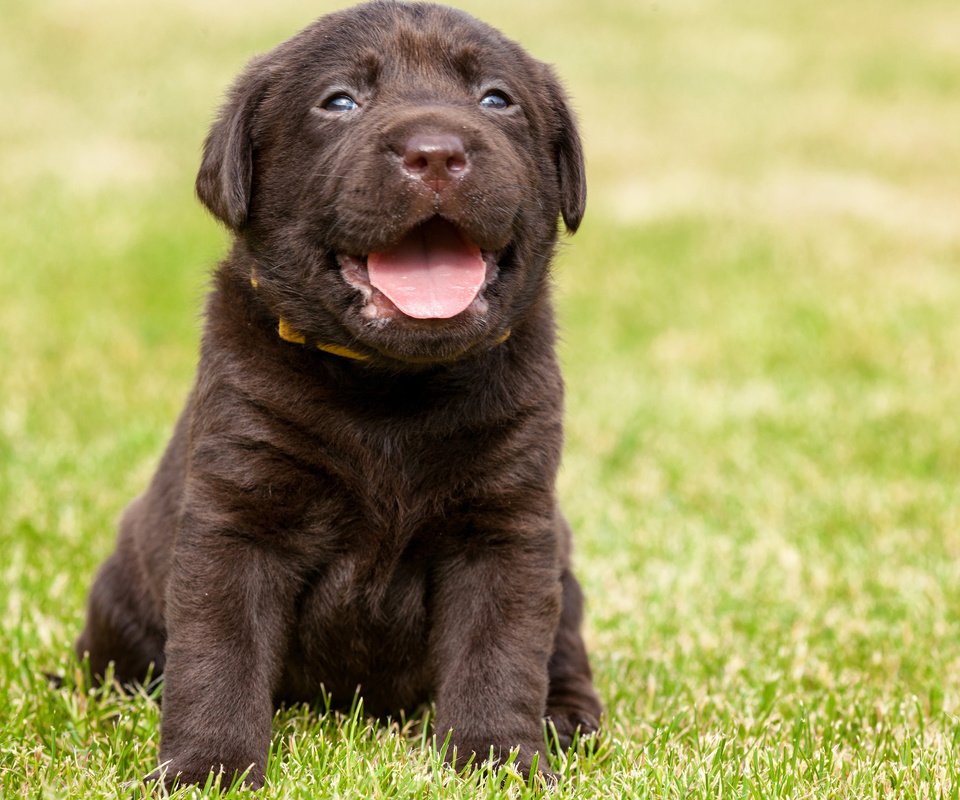 Обои трава, собака, щенок, язык, лабрадор, grass, dog, puppy, language, labrador разрешение 3840x2400 Загрузить