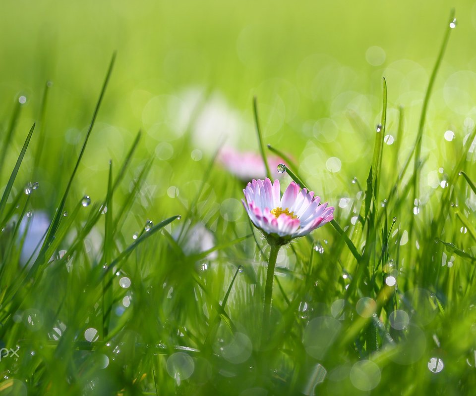 Обои трава, цветок, роса, капли, маргаритки, grass, flower, rosa, drops, daisy разрешение 1920x1200 Загрузить