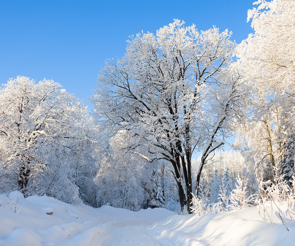 Обои природа, лес, зима, парк, россия, урал, nature, forest, winter, park, russia, ural разрешение 2560x1600 Загрузить