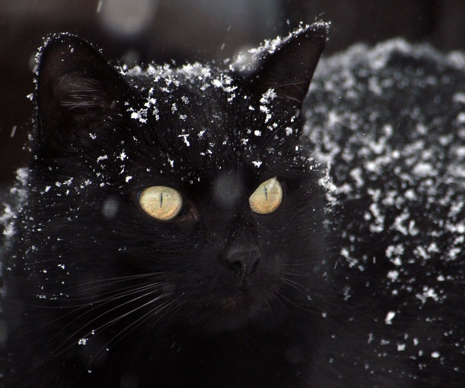 Обои глаза, снег, фон, кот, усы, кошка, взгляд, черный, eyes, snow, background, cat, mustache, look, black разрешение 2880x1800 Загрузить