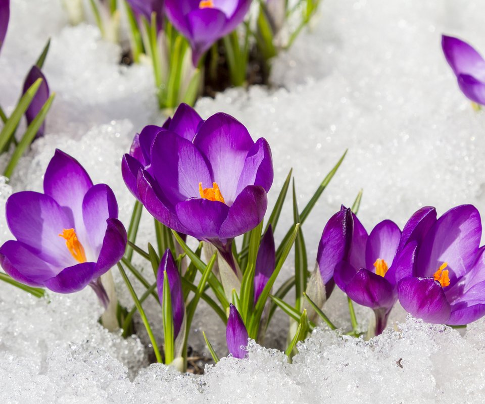 Обои цветы, снег, весна, крокусы, flowers, snow, spring, crocuses разрешение 3840x2400 Загрузить