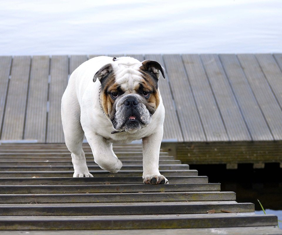 Обои лестница, собака, прогулка, животное, бульдог, английский бульдог, ladder, dog, walk, animal, bulldog, english bulldog разрешение 4512x3000 Загрузить