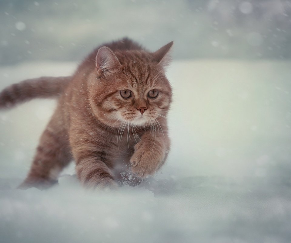 Обои снег, зима, кот, мордочка, усы, кошка, взгляд, бег, snow, winter, cat, muzzle, mustache, look, running разрешение 2048x1331 Загрузить