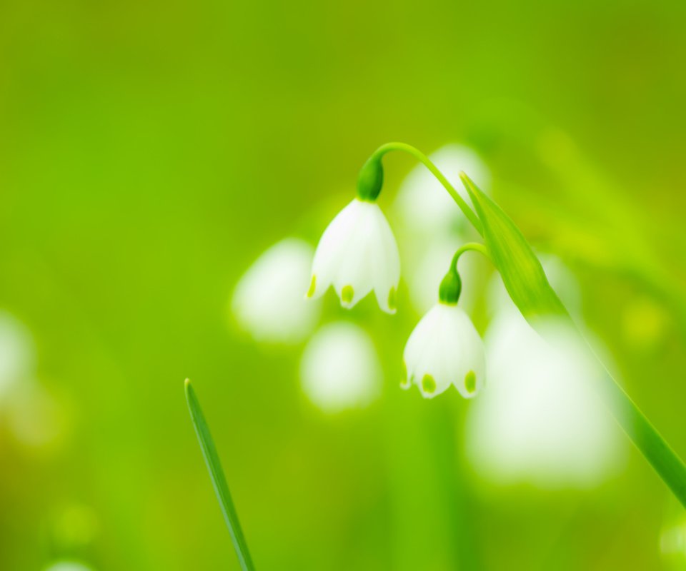 Обои цветы, весна, подснежники, flowers, spring, snowdrops разрешение 3840x2400 Загрузить