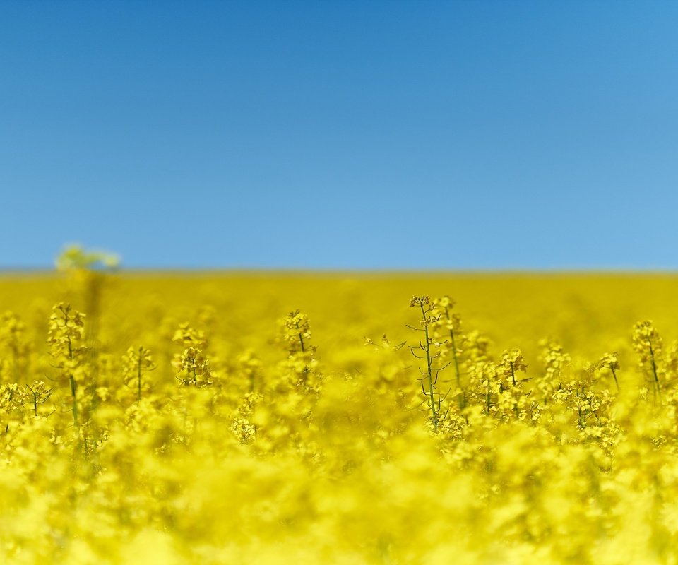 Обои небо, цветы, природа, поле, рапс, the sky, flowers, nature, field, rape разрешение 2880x1800 Загрузить