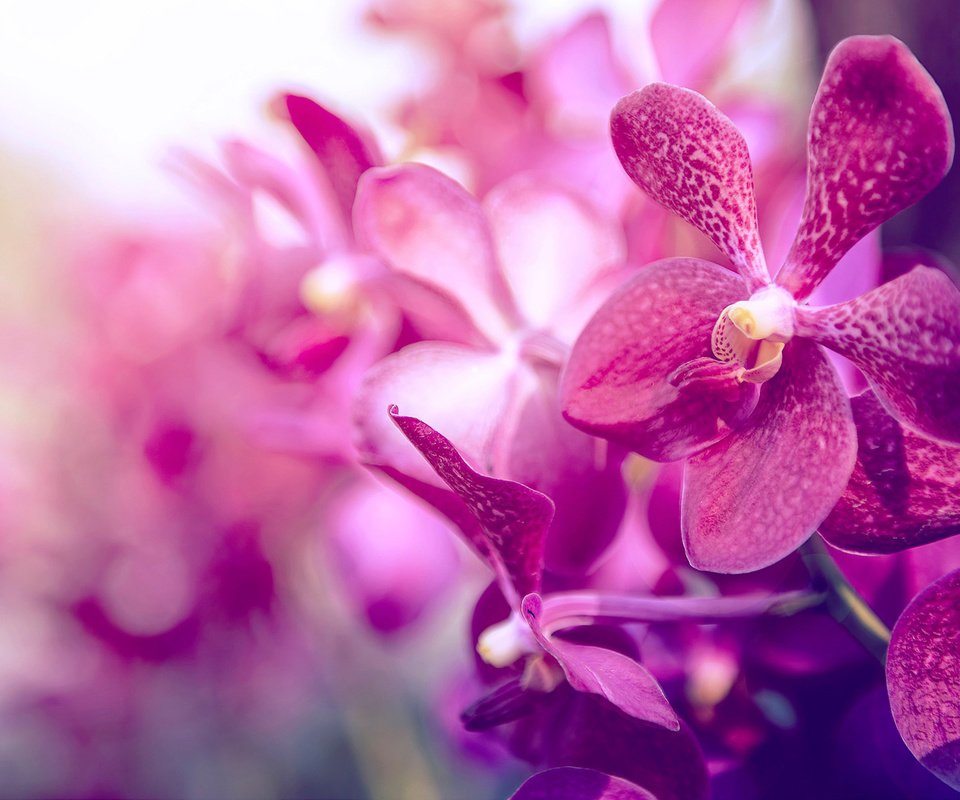 Обои фон, лепестки, цвет, орхидея, background, petals, color, orchid разрешение 1920x1200 Загрузить
