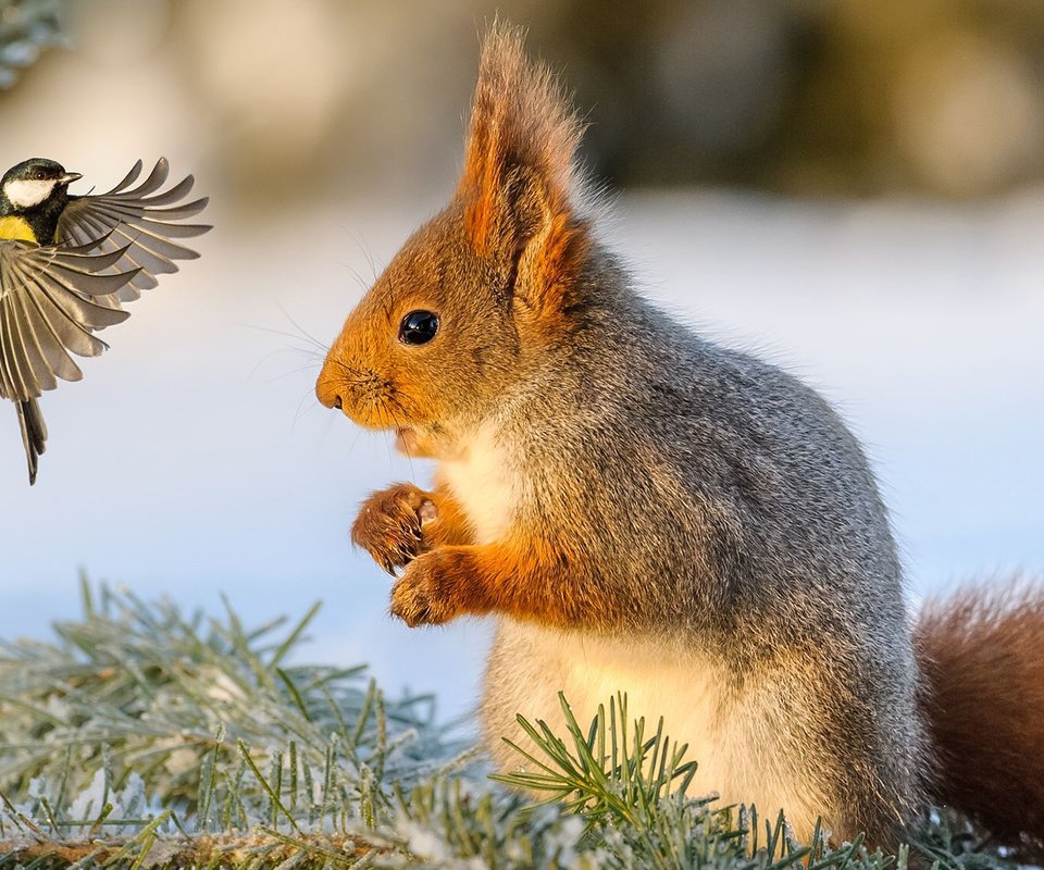 Обои снег, зима, птица, белка, синица, белочка, snow, winter, bird, protein, tit, squirrel разрешение 1920x1200 Загрузить