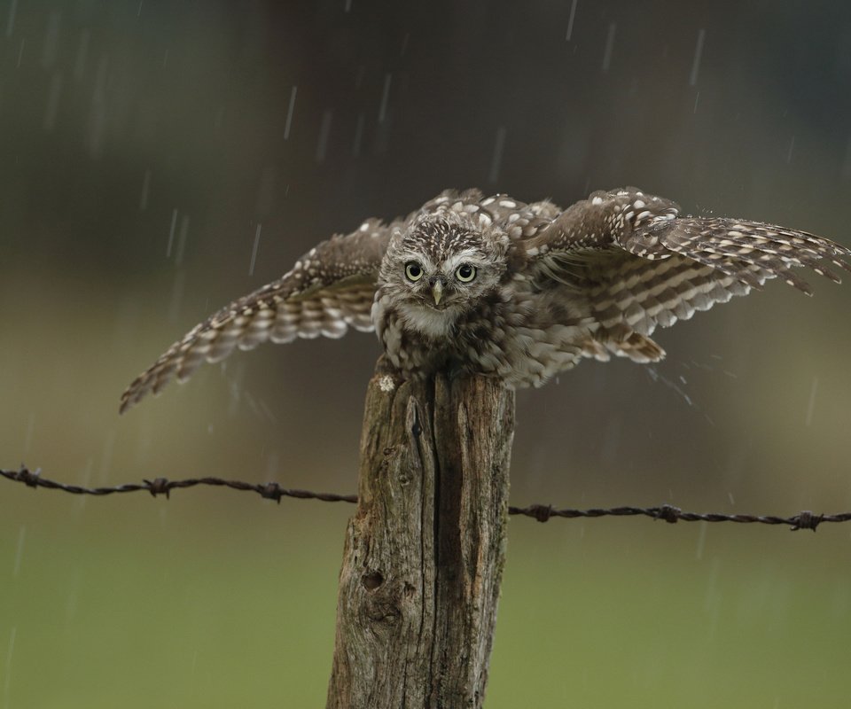 Обои сова, капли, забор, птица, дождь, owl, drops, the fence, bird, rain разрешение 2048x1567 Загрузить