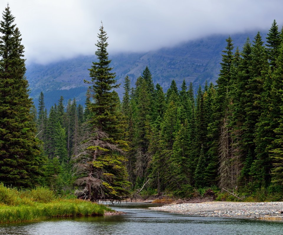 Обои деревья, река, горы, природа, лес, ели, хвойный лес, trees, river, mountains, nature, forest, ate, coniferous forest разрешение 7680x4320 Загрузить