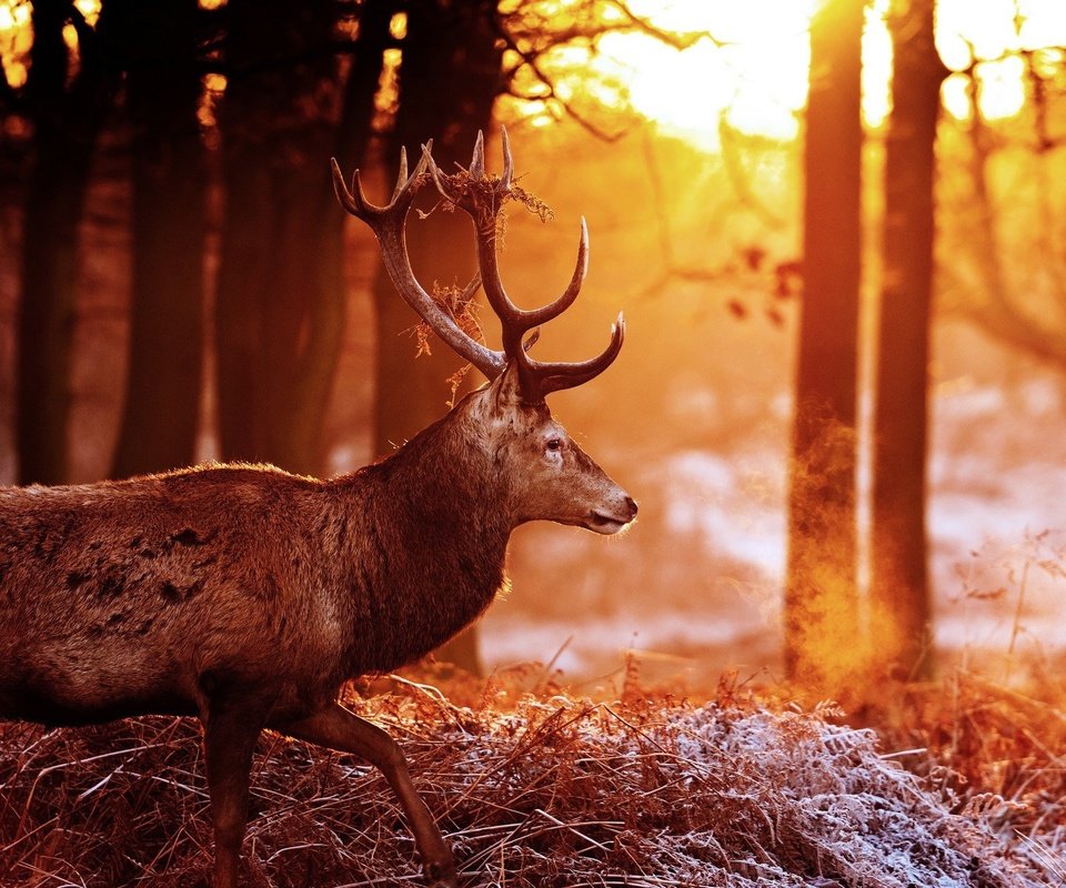 Обои деревья, лес, олень, блики, рога, солнечные лучи, trees, forest, deer, glare, horns, the sun's rays разрешение 2048x1360 Загрузить