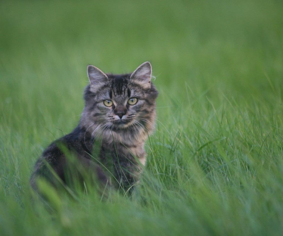 Обои трава, кот, мордочка, усы, кошка, взгляд, grass, cat, muzzle, mustache, look разрешение 1920x1200 Загрузить