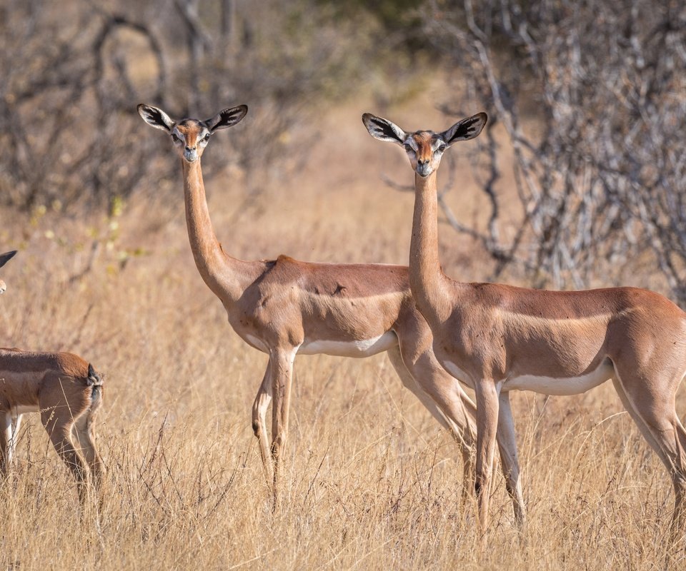 Обои африка, антилопа, геренук, жирафовая газель, africa, antelope, gerenuk, giraffidae gazelle разрешение 2499x1666 Загрузить