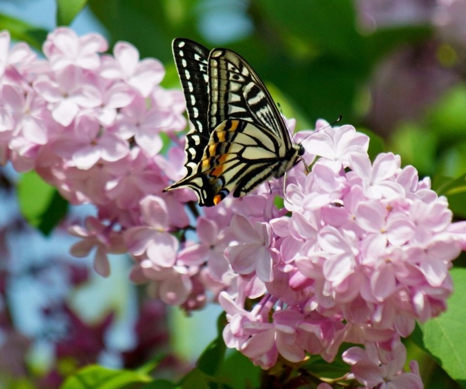 Обои насекомое, бабочка, крылья, сирень, махаон, insect, butterfly, wings, lilac, swallowtail разрешение 3840x2160 Загрузить