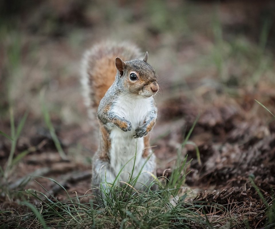 Обои трава, животное, белка, зверек, хвост, белочка, грызун, grass, animal, protein, tail, squirrel, rodent разрешение 2048x1365 Загрузить